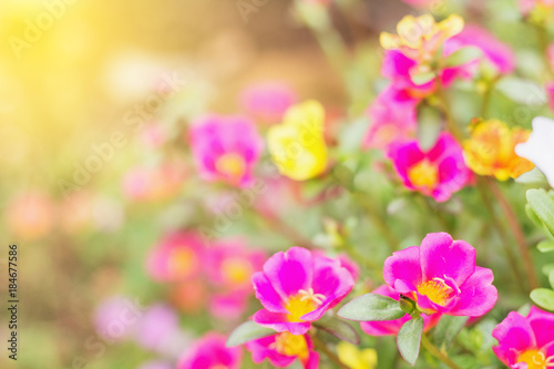 beautiful flowers garden with sunlight spring