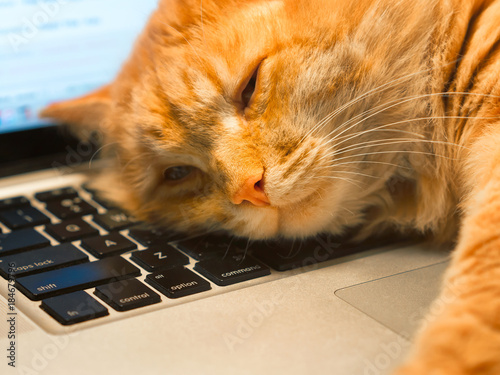 Domestic ginger cat is laying and relaxing on a laptop keyboard