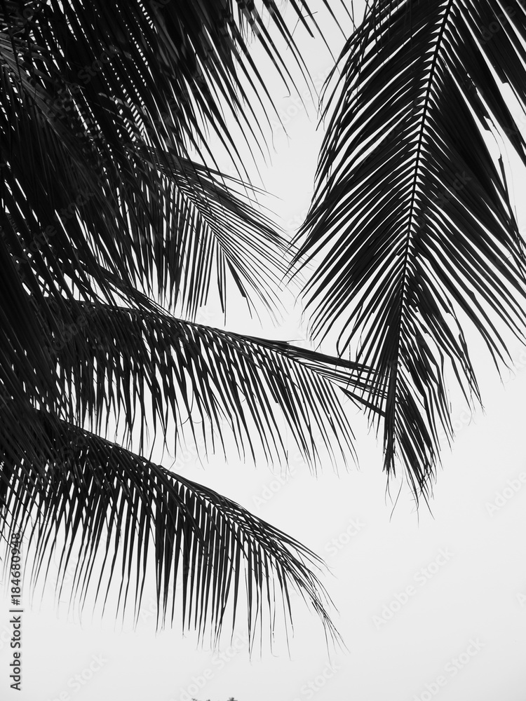 Fototapeta premium beautiful palms leaf on white background