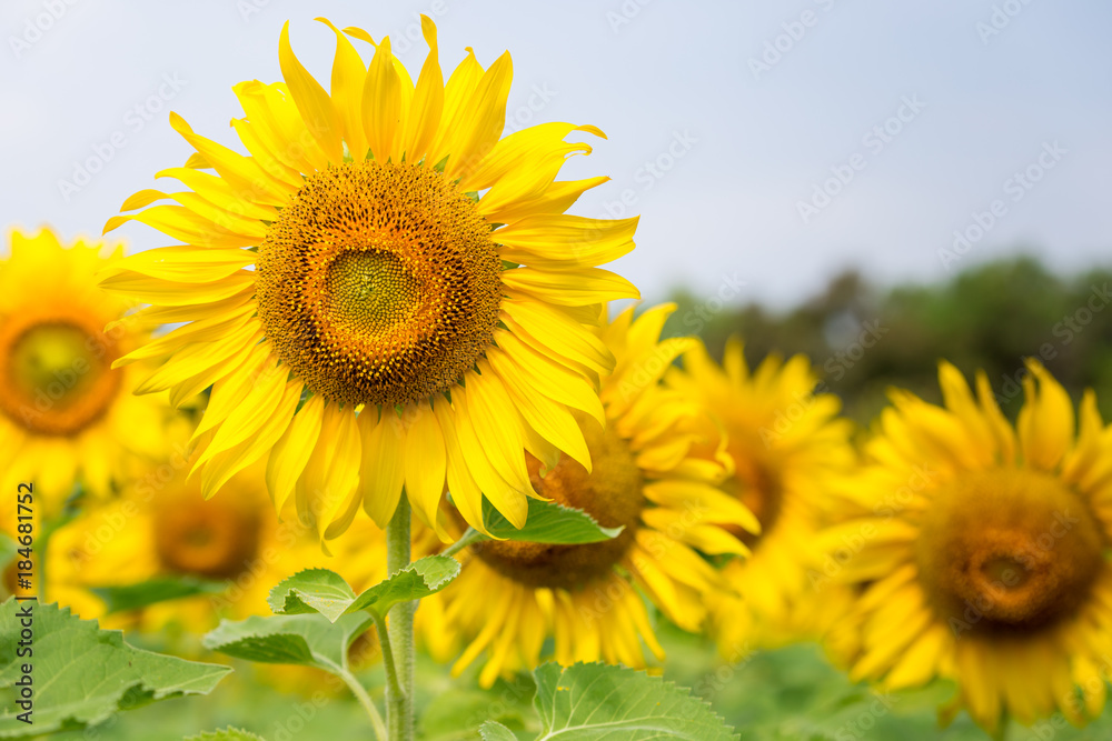 Closeup beautiful sunflowers garden natural background. Summer landscape.