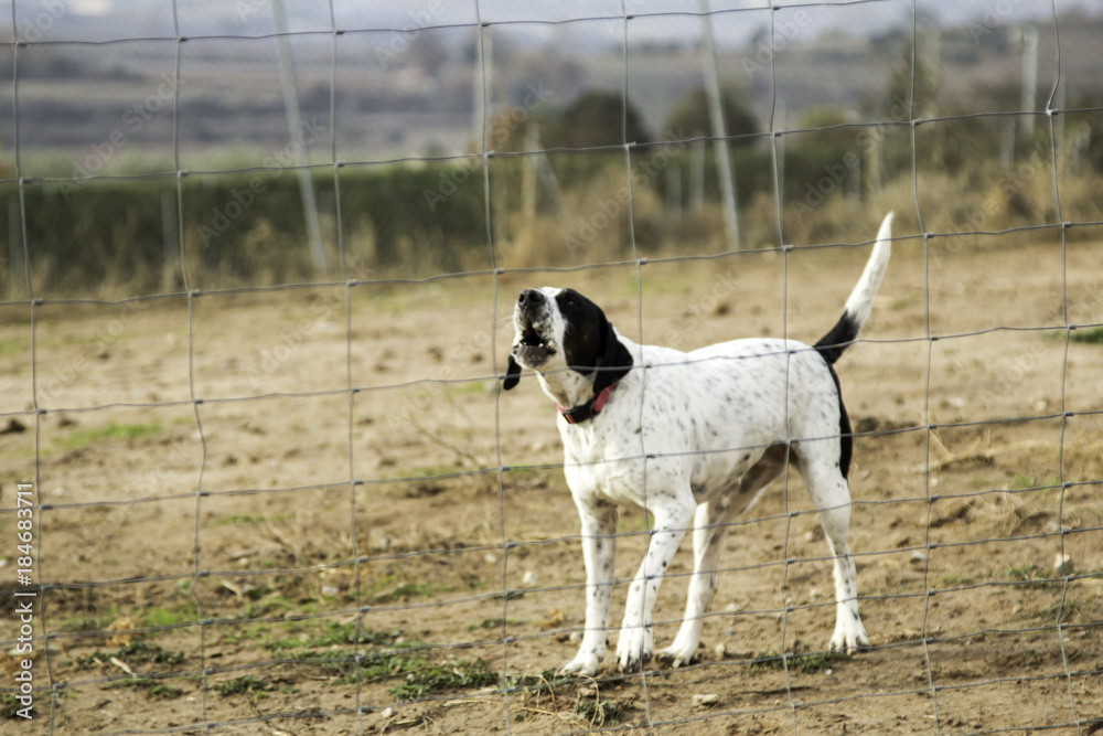 Dogs in cages