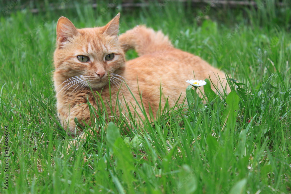 A cute kitty is resting on a meadow
