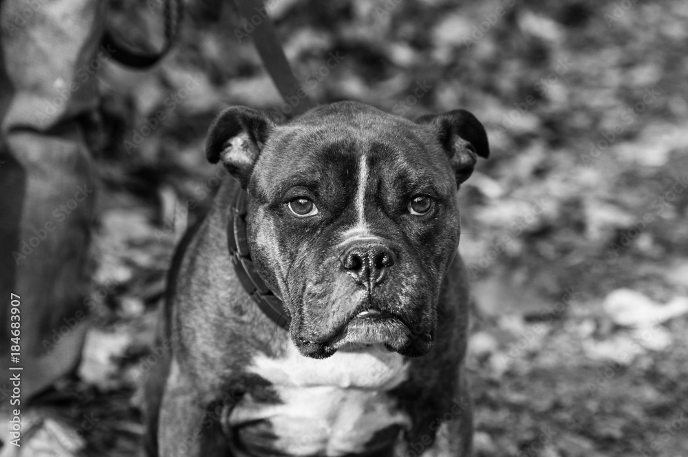 Pitbull Dog Portrait in Black and White