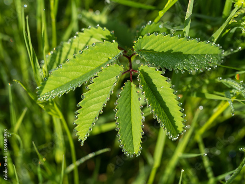 Plant with serrated leaves and dew waterdrops
