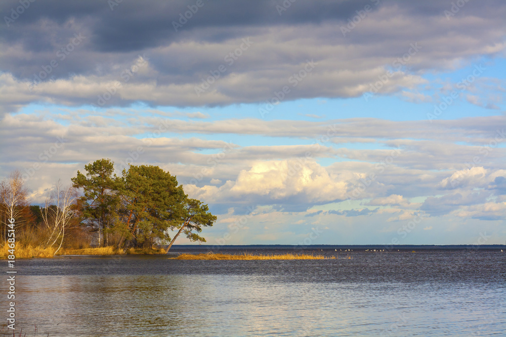 River landscape with dramatic cloudy sky. Kiev Sea at sunset. Bent pines and swans in the water. Ukraine, Europe.