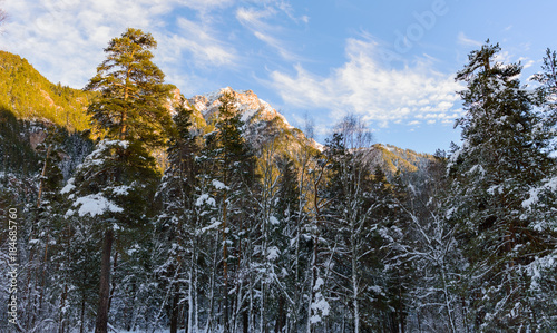 Frosty winter landscape in snowy forest photo