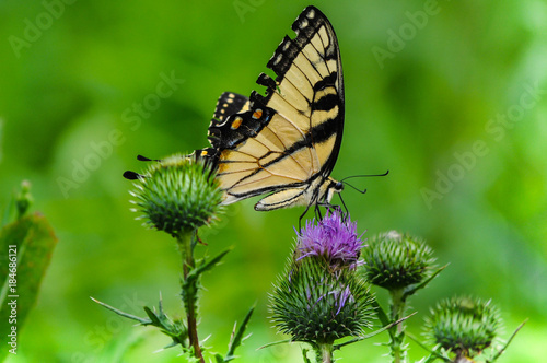 Butterfly on a Flower in a Field