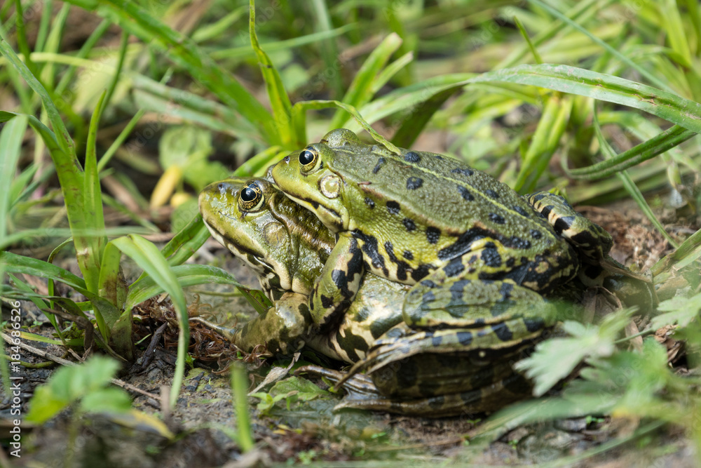 Maiting water frogs on the shore Maiting water frogs on the shore