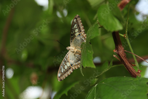 Green Butterfly