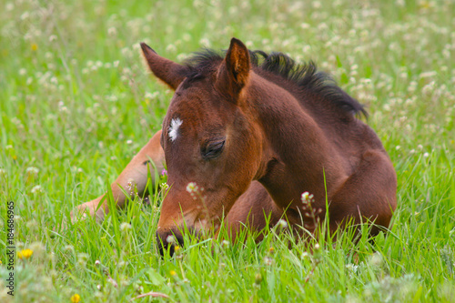 little foal resting in the grass