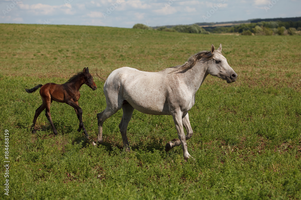 Horses on a green field / Mare and Her Foal Horses on a green field / Mare and Her Foal