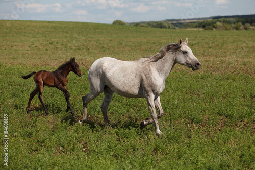 Horses on a green field   Mare and Her Foal