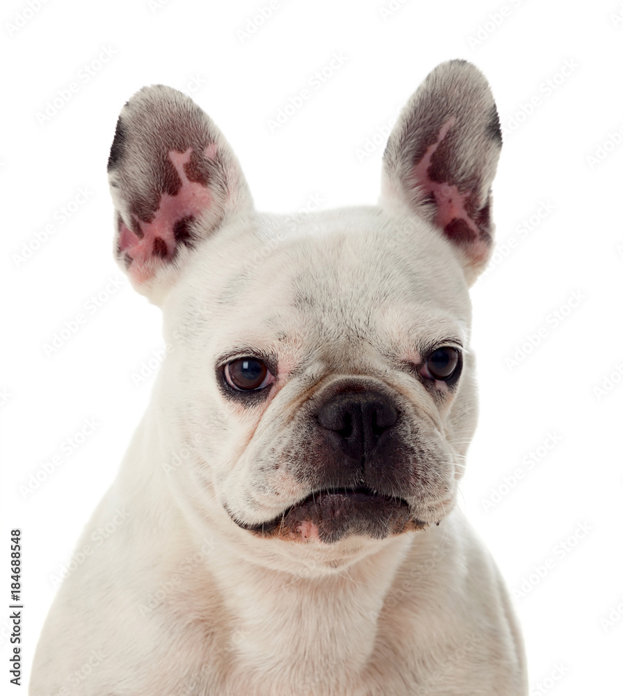 Portrait in Studio of a cute bulldog Portrait in Studio of a cute bulldog