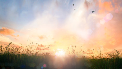 Beautiful panoramic view of sunrise over grass meadow field with flying birds under a radiant golden sky background