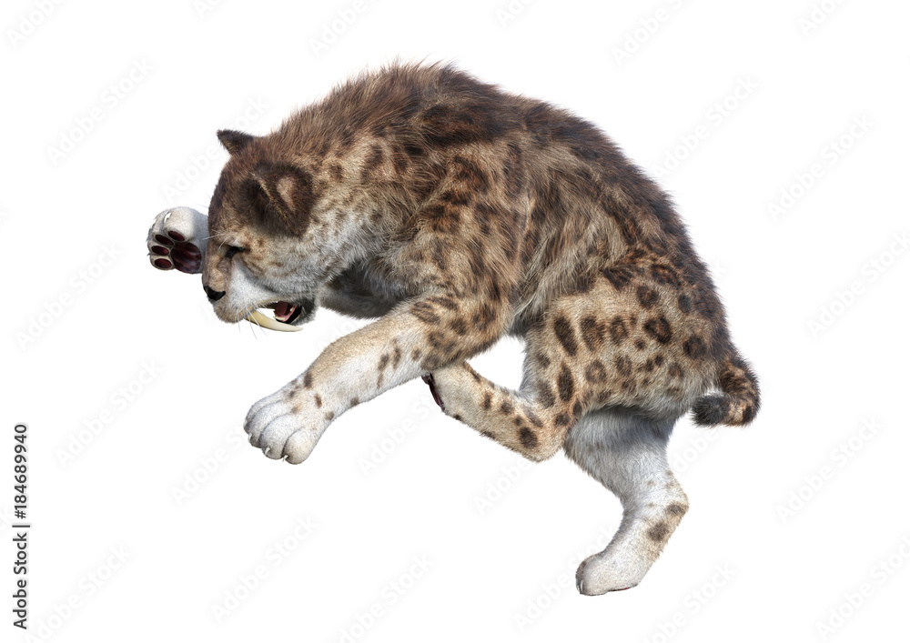 Obraz premium 3D Rendering Sabertooth Tuger on White