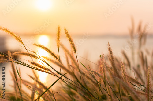 beautiful wild field of grass on sunset, soft sun rays, warm toning, lens flares, shallow DOF. blur