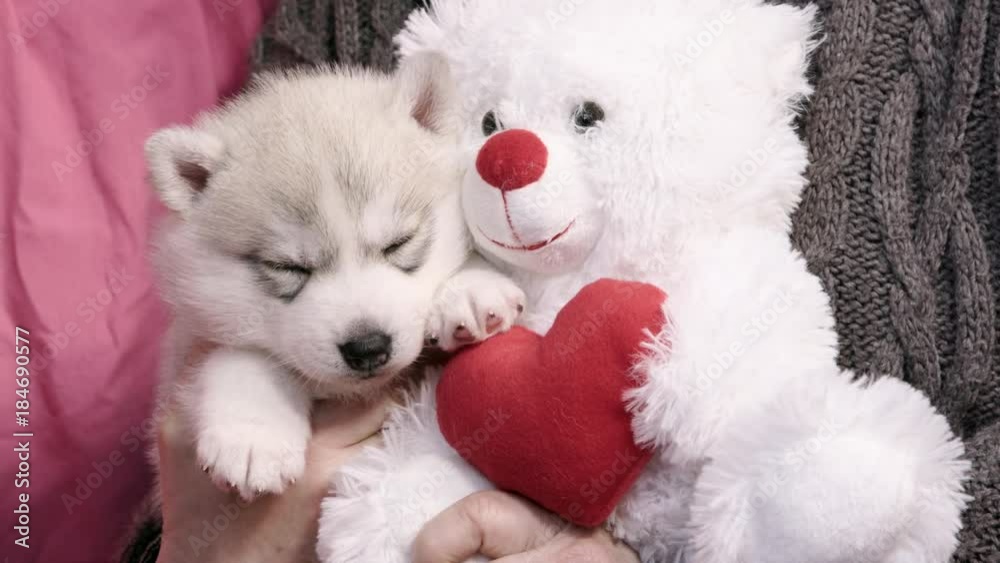 Siberian Husky puppy with toy Valentine's Day stuffer bear