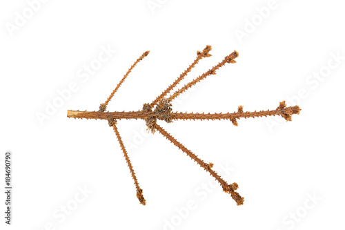 Dried out fir branch after christmas isolated over white background