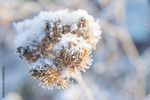 Snowflakes on prickly thistles closeup © epitavi