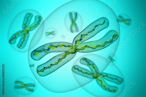 X chromosomes - 3d rendering