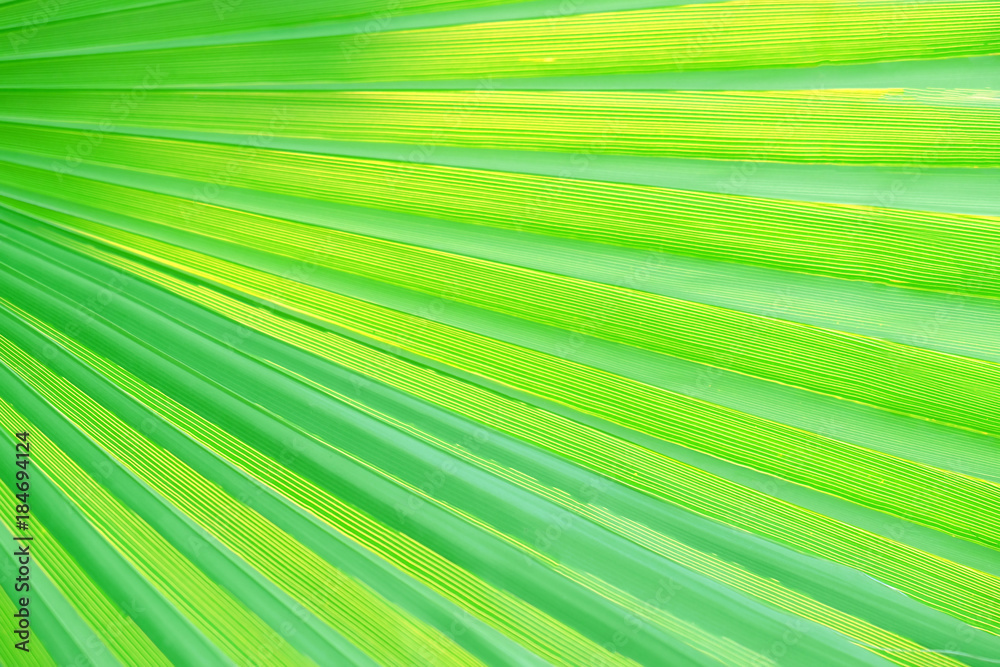 Green tropical leaf, close up Green tropical leaf, close up