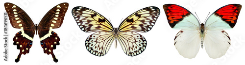 beautiful butterfly isolated on a white