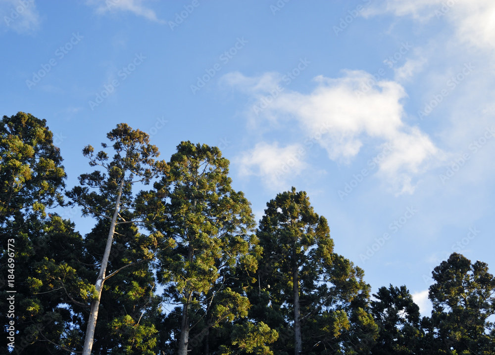 Fototapeta premium 木 素材