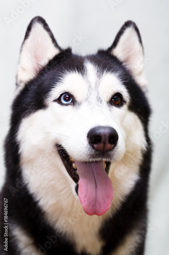 Siberian Husky at home