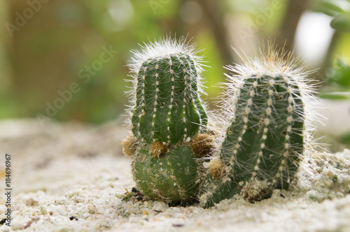 Groupe de Cactus