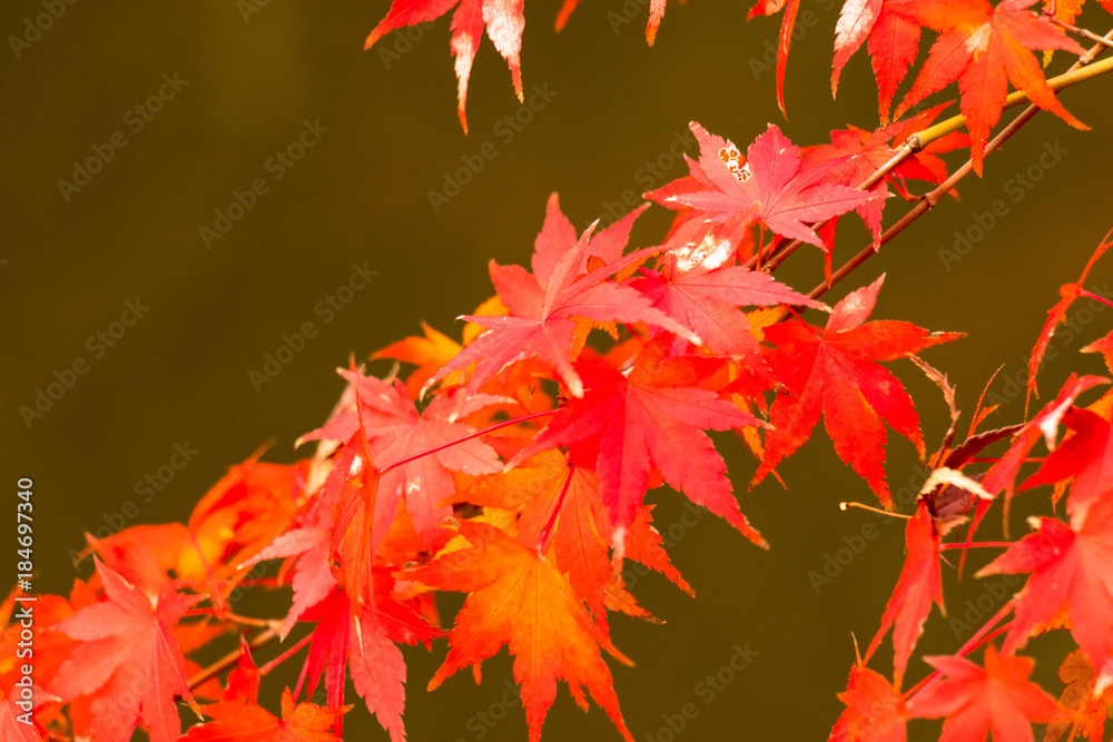 Autumn leaves of Higo Hosokawa garden / Higo-Hosokawa Garden is a park in Bunkyo Ward, Mejirodai, Bunkyo-ku, Tokyo. Autumn leaves of Higo Hosokawa garden / Higo-Hosokawa Garden is a park in Bunkyo Ward, Mejirodai, Bunkyo-ku, Tokyo.