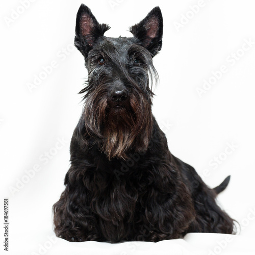 Black Scottish Terrier dog