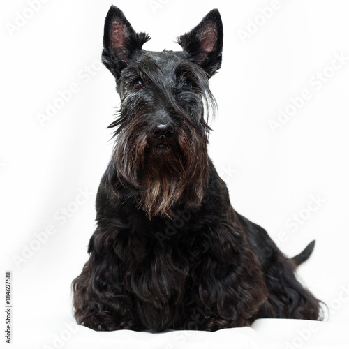 Fényképezés Black Scottish Terrier dog