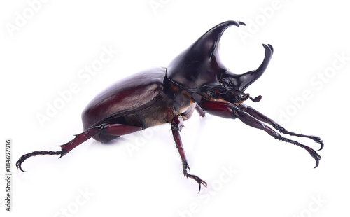 Rhinoceros beetle isolated on white background photo