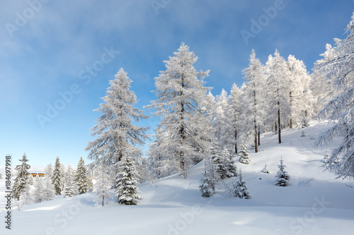 Winter scene. Frozen forest in the mountains 