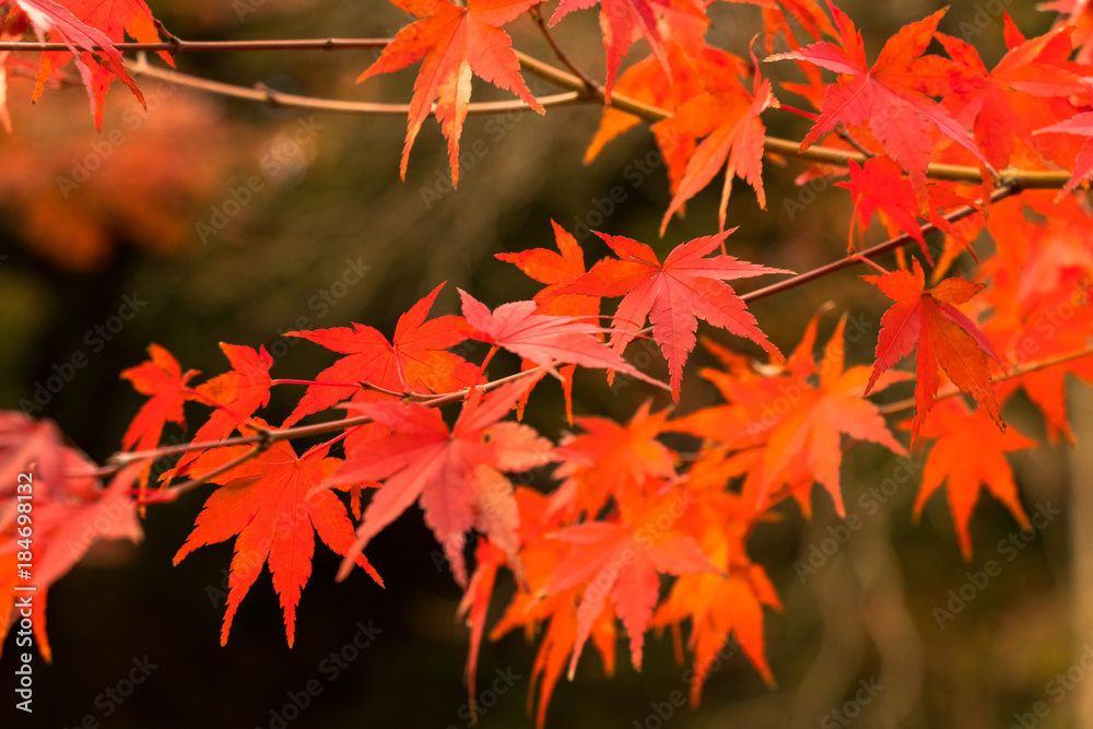 Autumn leaves of Higo Hosokawa garden / Higo-Hosokawa Garden is a park in Bunkyo Ward, Mejirodai, Bunkyo-ku, Tokyo. Autumn leaves of Higo Hosokawa garden / Higo-Hosokawa Garden is a park in Bunkyo Ward, Mejirodai, Bunkyo-ku, Tokyo.
