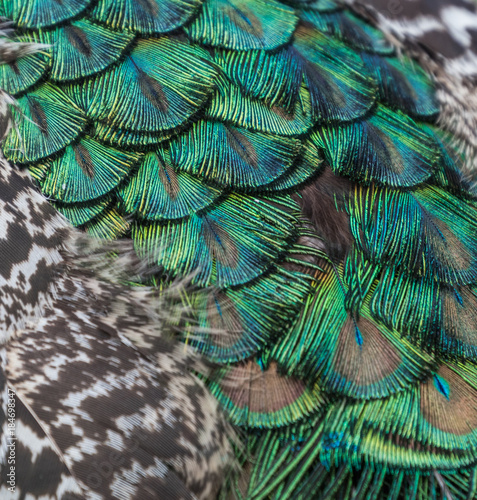 Peacock Feather detail photo