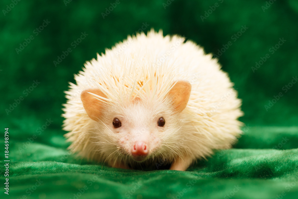 African hedgehog at home African hedgehog at home