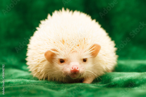 African hedgehog at home