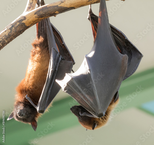 Fruit Bats Hanging