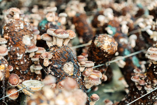 Artificial cultivated mushrooms