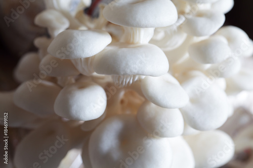 close up texture of white mushroom for food preparation.