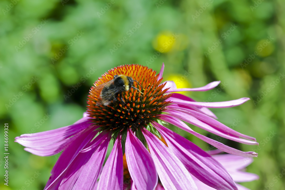 Sonnenhut mit Hummel, Echinacea angustifolia Sonnenhut mit Hummel, Echinacea angustifolia