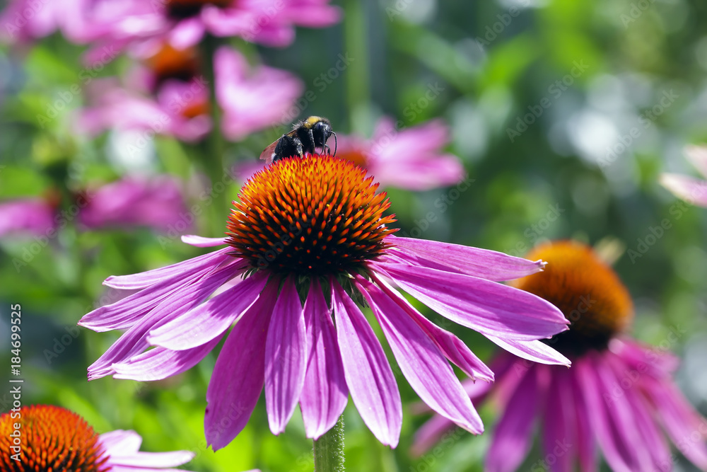 Sonnenhut mit Honigbiene, Echinacea angustifolia
Sonnenhut mit Honigbiene, Echinacea angustifolia