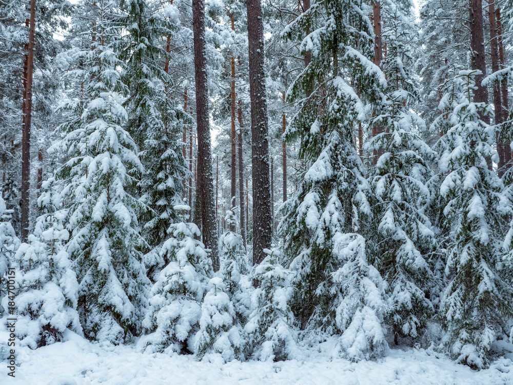 Spruce tree forest covered by fresh snow during winter Christmas time Spruce tree forest covered by fresh snow during winter Christmas time