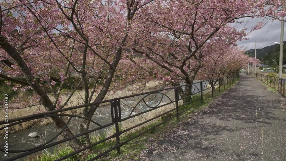 4K 静岡県 河津町 河津桜 Kawazu sakura in shizuoka japan 4K 静岡県 河津町 河津桜 Kawazu sakura in shizuoka japan