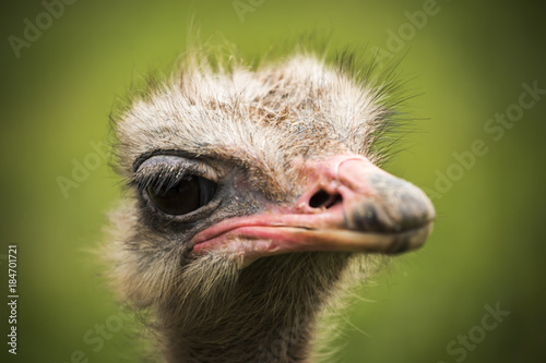 ostrich looking curious to the camera