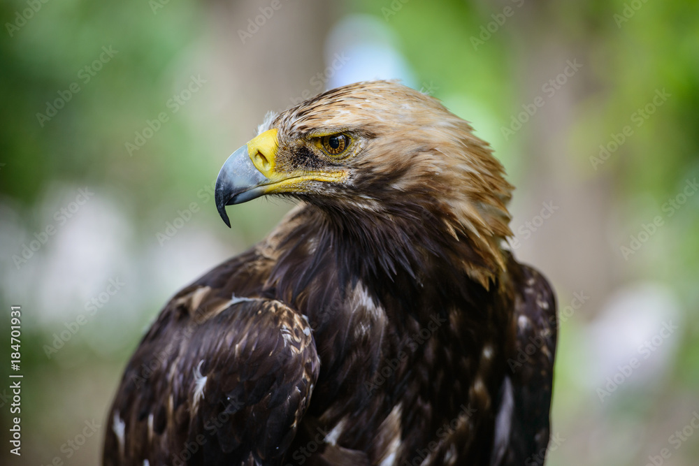 eagle eagle