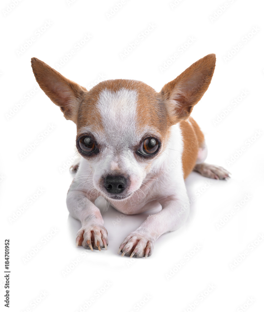 Short coat chihuahua on a white background