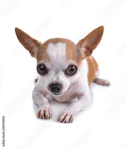 Short coat chihuahua on a white background © supia