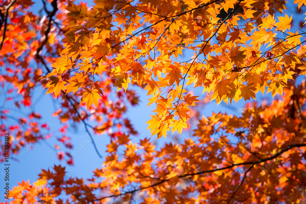 orange leaves and blue sky